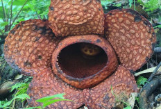 Tumbuh di Lereng, Raflesia Mekar Sempurna di Kawasan Hutan Bengkulu 