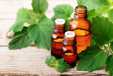 Ketahuilah Ini Khasiat Minyak Nilam Untuk Kesehatan Fisik Maupun Mental 