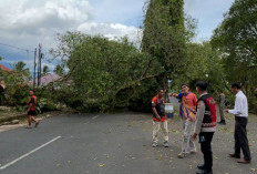 Diterjang Angin Kencang, Pohon Besar di Depan Unras Roboh