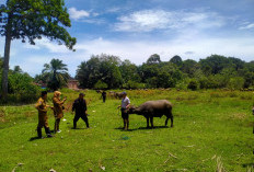 Waspada, Virus SE Sapi dan Kerbau Ngorok, Sapi ditemukan Mati di Bengkulu