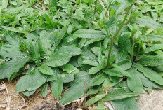 Jarang Diketahui, Ini Dia Manfaat dari Daun Tapak Liman untuk Kesehatan