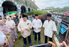 Bupati Mukomuko Ucapkan Terima Kasih atas Bantuan Sapi Kurban dari Presiden Prabowo