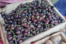 Semakin Langka, Ternyata Ini 10 Manfaat Buah Gowok atau Buah Kupa untuk Kesehatan!