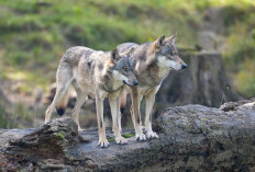 Misteri di Balik Bulu: Makna Mimpi Melihat Serigala yang Jarang Ditahu