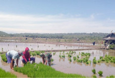 Pembangunan Irigasi Tak Jelas, Petani Suka Baru Tunda Tanam Kedua