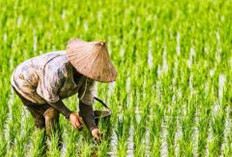 Modal Besar Penghasilan Kecil, Gak Heran Petani Indonesia Sering Alami Kerugian