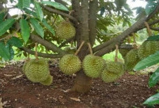 Gak Pakai Ribet, Ini Cara Jitu Agar Pohon Durian Cepat Berbuah