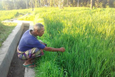 Ini Penyebab Produksi Beras Musim Tanam Kedua Terancam Turun