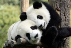 Menguak Makna Mimpi Panda: Dari Melihat hingga Dikejar, Apa Artinya Menurut Primbon Jawa?