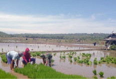 Petani Berangsur Turun Sawah, Harap Harga Gabah Tetap Baik