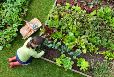 5 Tanaman Paling Gampang Ditanam di Rumah: Panen Cepat, Bisa Buat Masak Tiap Hari!