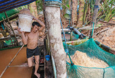 Lahan Sagu Terluas di Dunia, Peluang Ekonomi dan Ketahanan Pangan Indonesia