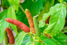 Selain Dapat  Menambah Nafsu Makan, Ini  7 Manfaat Kesehatan dari Mengkonsumsi Cabai Jawa