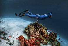 Menikmati Keindahan Bawah Laut Indonesia dengan Freediving