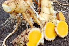Kenali Temu Mangga yang Terkenal Dengan Aroma Khas Serta Manfaatnya Bagi Kesehatan