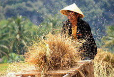 Kebijakan Kenaikan HPP Gabah Belum Dirasakan Petani, Harga Gambah Masih Rp5.500/Kg