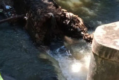 Saluran Irigasi Ditutup Material, Petani di XIV Koto Meradang