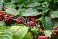 Selain Kopi, Ternyata Rebusan Daunnya Pun Banyak Menyimpan Khasiat Untuk Kesehatan Tubuh Kita