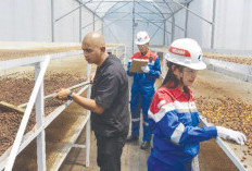 Inovasi Ramah Lingkungan: Kopi Geothermal Kamojang Menembus Pasar Global