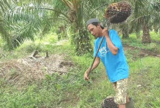 Produksi Anjlok Harga Sawit Terus Melonjak, Tertinggi Rp 2.580 Per Kg