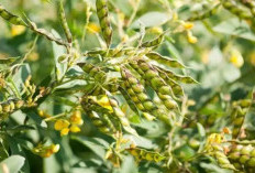 Selain Dapat Mencegah Penyakit Kuning, Ini Manfaat Lain dari Kacang Gude untuk Kesehatan