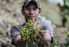 Harumnya Afo, Cengkih Tua Legendaris Ternate