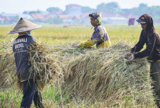 Mendagri: Pemerintah Siapkan Langkah Strategis untuk Stabilkan Harga Beras