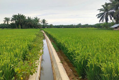 Gara-gara Burung, Petani Padi di Lubuk Sanai Gelisah