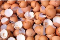 Jangan Asal Buang, Ternyata Cangkang Telur Begitu Banyak Manfaat Untuk Kesehatan Kita Maupun Tumbuhan