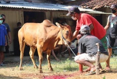 Jangan Dianggap Sepele! Kenali Kreteria Hewan Yang Sah Dijadikan Kurban