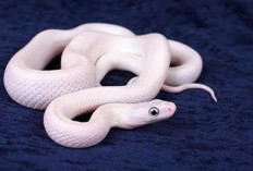 Cari Tahu Arti Mimpi Ular Putih, Jangan Disepelekan! Bisa Menjadi Pertanda Ini