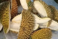 Sering Dibuang Sembarangan ! Ini Sederet Manfaat Dari Kulit Durian, Bagi Dunia Pertanian