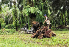 Masuk Tahun Baru 2025, Harga Sawit di Bengkulu Merosot