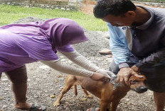 Hari Rabies Sedunia, PDHI Bakal Gelar Vaksin Rabies Gratis di Mukomuko