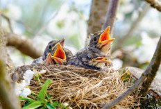 Dalam Primbon Jawa, Terdapat Arti Mimpi Menangkap Anak Burung, Apa Pesan Tersembunyi di Baliknya?