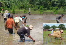 Mukomuko Wujudkan Pangan Bebas Residu Berbahaya, Dorong Petani Kurangi Herbisida Berlebihan