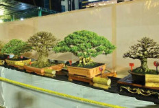 Pameran & Kontes Bonsai Warnai HUT 24 RB, Buruan Daftar