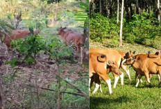 Terjadi di Lingkar Pusat Pemerintahan, Ternak Sapi Rusak Tanaman Kebun Kian Resahkan Warga