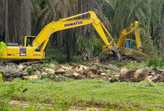 Rp 60 Juta/Hektar, Program Replanting Sawit di Bengkulu Utara Dikelola Koperasi