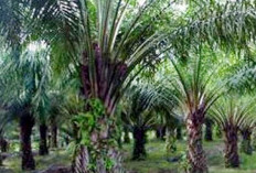 Sawit PT Air Muring Diduga Masuk ke Badan Jalan TMMD