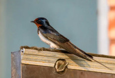 Kabar Bakal Datang? Begini Penjelasan Mimpi Burung Masuk Rumah