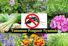 Tidak Perlu Menggunakan Obat Nyamuk Kimia ! Cukup Tanam 5 Tanaman Hias ini di Dalam Rumah Anda