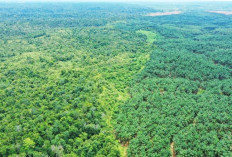 Konflik Lahan PT Mitra Puding Mas dan Kawasan Hutan Sebelat, Batas Tumpang Tindih Jadi Akar Masalah