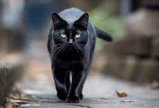  Mitos Menabrak Kucing Hingga Mati Akan Tertimpa Musibah. Simak Penjelasan Buya Yahya Berikut Ini