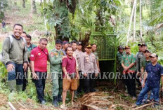 BKSDA Pasang Tiga Perangkap Harimau, Warga Diminta Berhati-hati