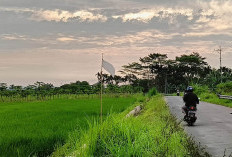 Alih Fungsi Sawah, Dipengaruhi Buruknya Distribusi Air Irigasi