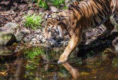 Intensitas Kemunculan Harimau Makin Membuat Warga Cemas