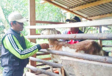 Untuk Rabies & PMK, Puskeswan Sediakan Vaksin Gratis Terbatas 