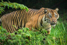 Harimau Sumatera Berkeliaran di Kebun Milik Warga