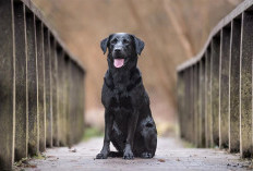 Mengungkap Misteri Anjing Hitam dalam Mimpi: Simbol, Pertanda, dan Tafsir Menurut Islam